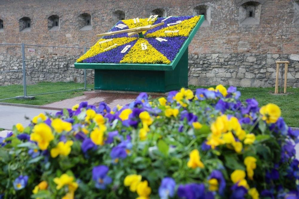 Все буде добре: святковий Львів заквіт тисячами барвистих братчиків  фото 8 7