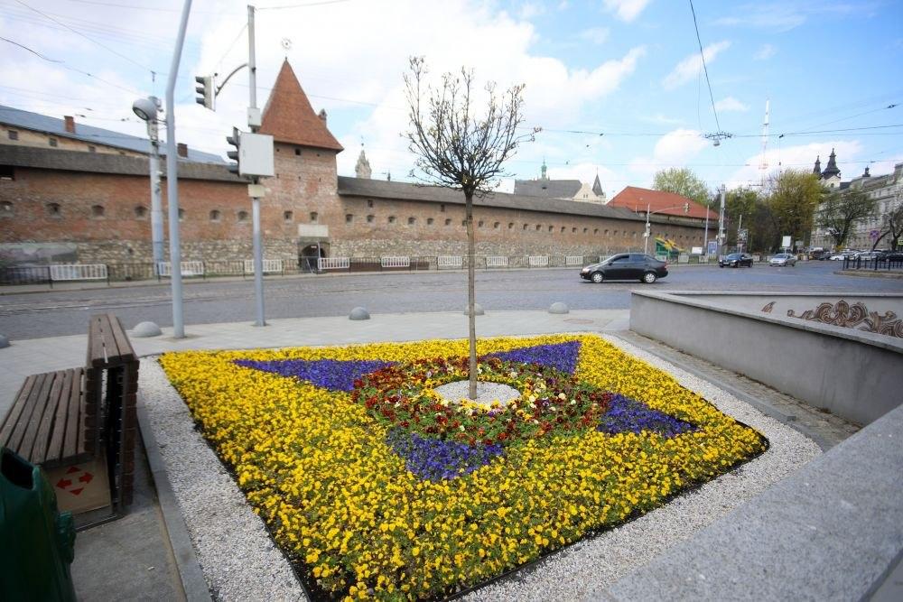 Все буде добре: святковий Львів заквіт тисячами барвистих братчиків  фото 7 6