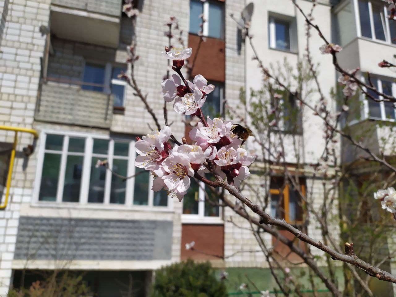 12 квітня у Львові заквітли абрикоси.