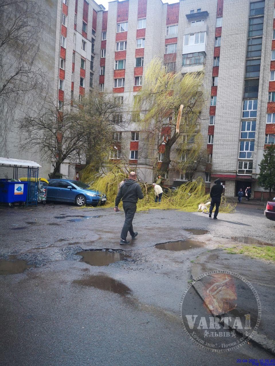 Сильний вітер поламав дерева у Львові. Фото: Варта 1.