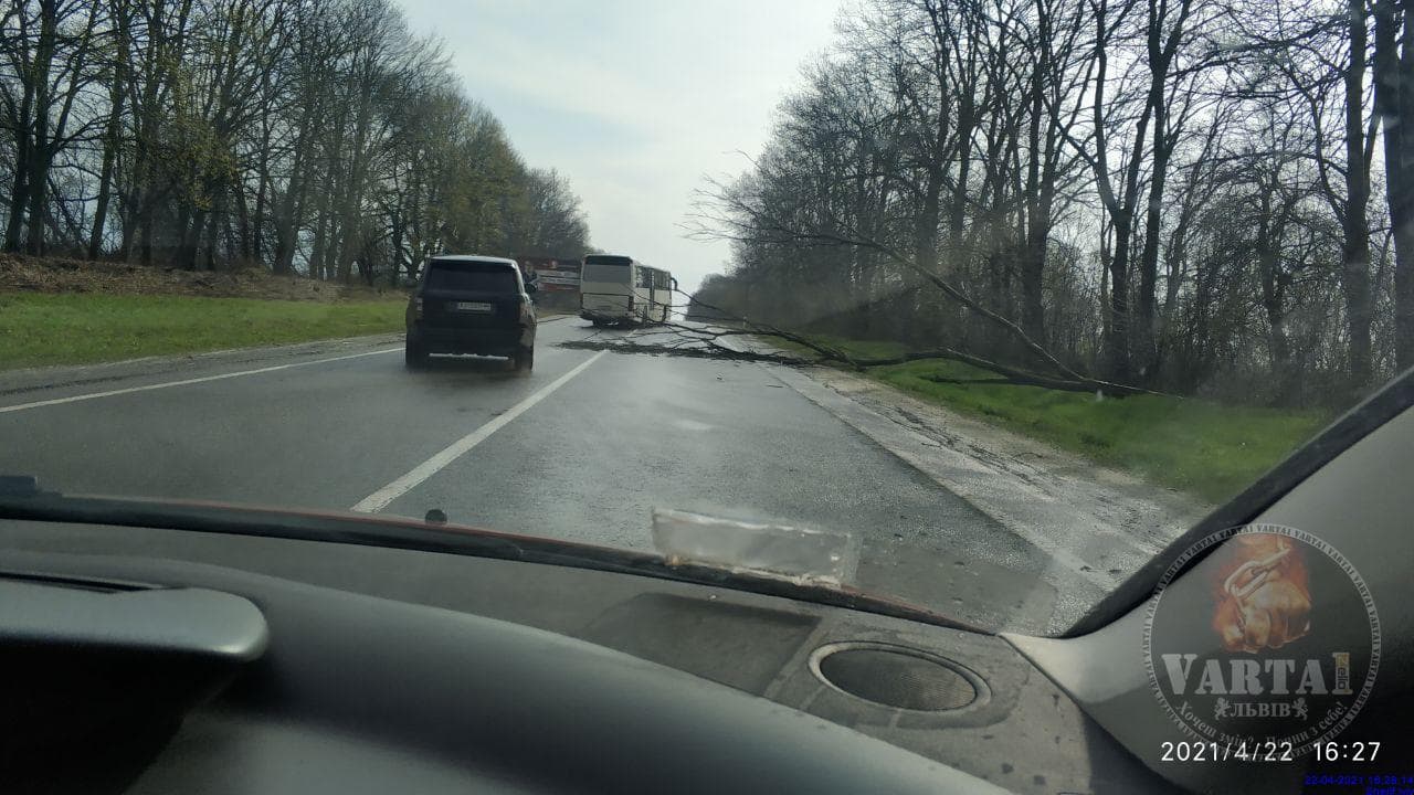 Сильний вітер поламав дерева у Львові. Фото: Варта 1.