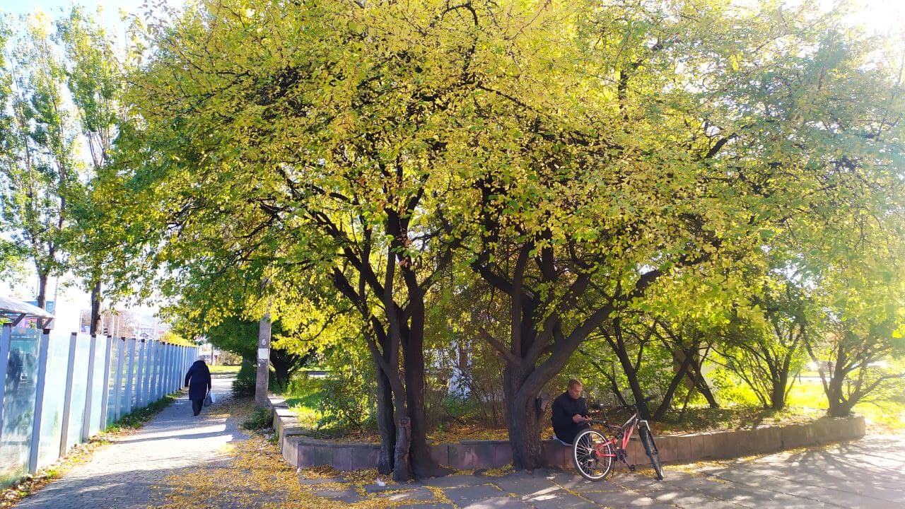 Золота осінь у Львові. Фото: Юрій Богун