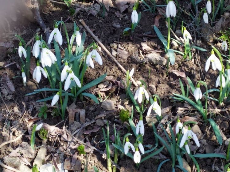 У Львові заквітли підсніжники.
