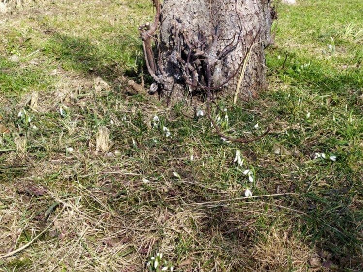 У Львові заквітли підсніжники.