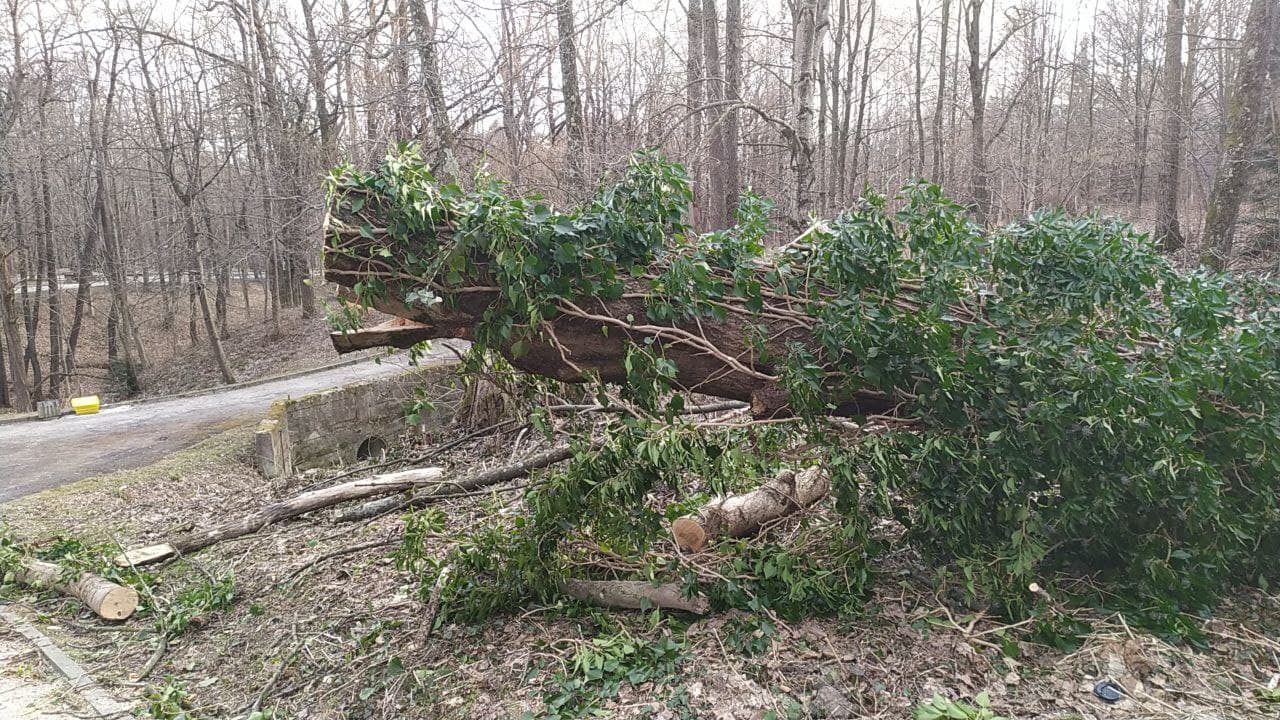 У Трускавці ураган повалив дерева з корінням.