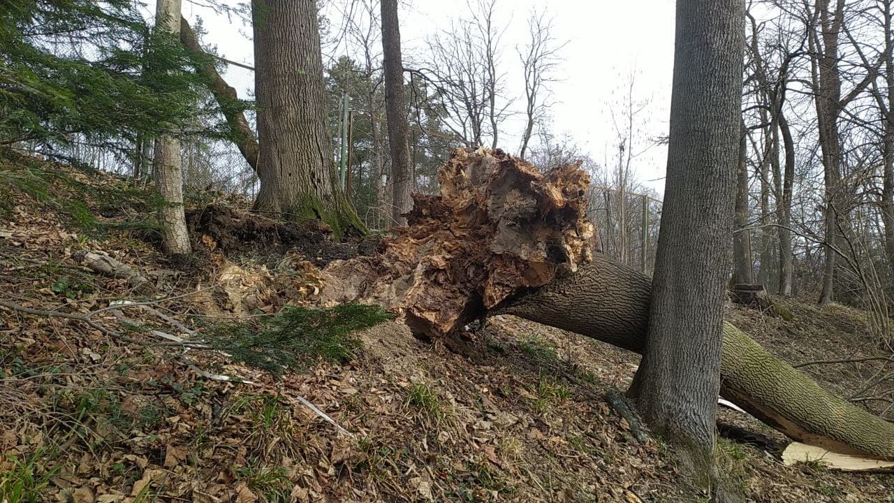 У Трускавці ураган повалив дерева з корінням.