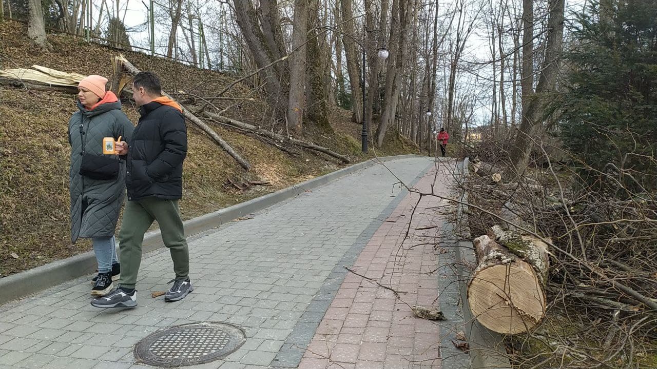 У Трускавці ураган повалив дерева з корінням.