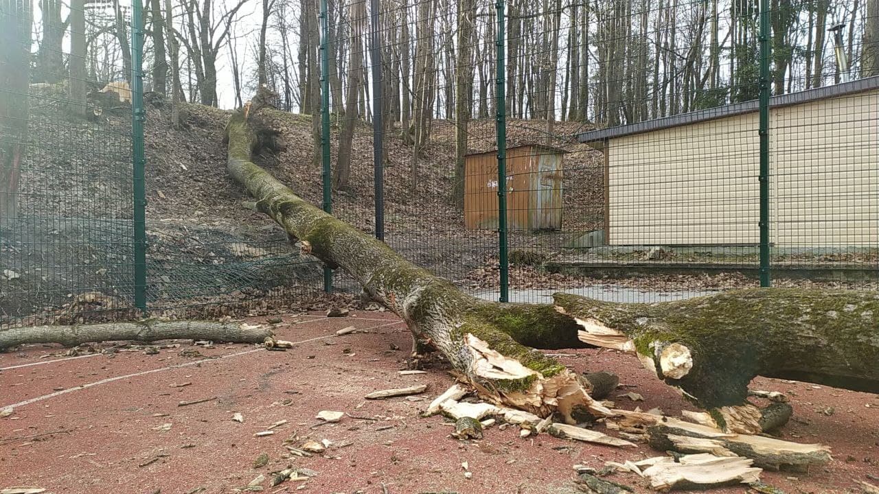У Трускавці ураган повалив дерева з корінням.