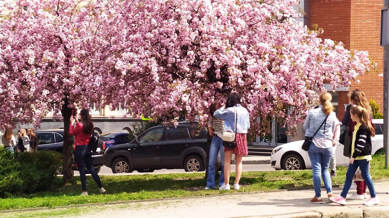 У Львові розпочався сезон цвітіння саку.