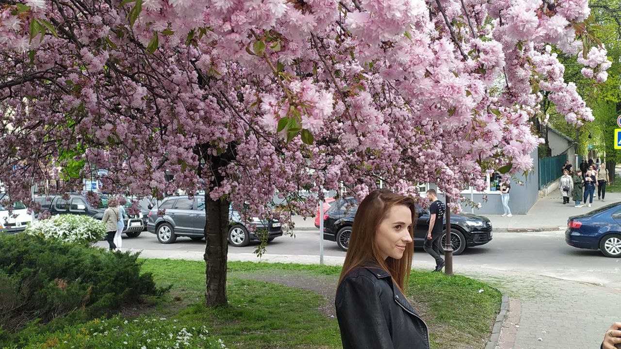 У Львові розпочався сезон цвітіння саку.