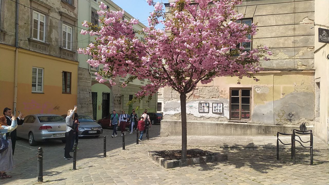 Інстаграмна локація: на площі Музейній у Львові заквітла сакура.