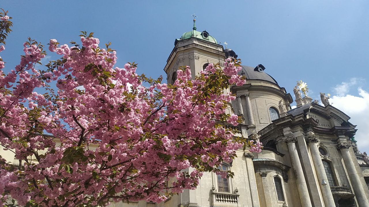 Інстаграмна локація: на площі Музейній у Львові заквітла сакура.