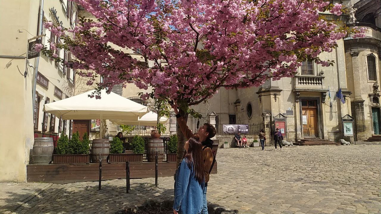 Інстаграмна локація: на площі Музейній у Львові заквітла сакура.