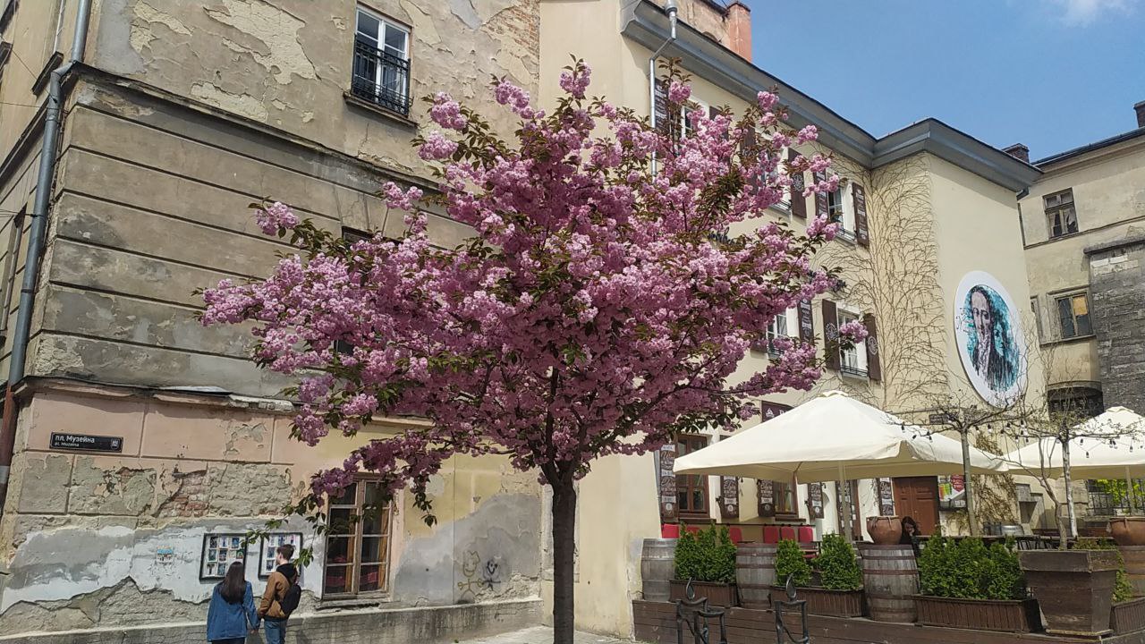 Інстаграмна локація: на площі Музейній у Львові заквітла сакура.