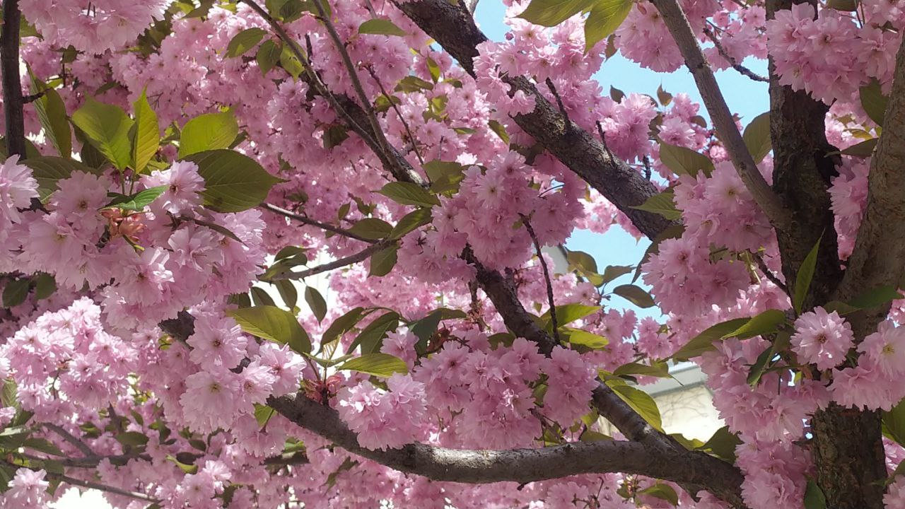 Інстаграмна локація: на площі Музейній у Львові заквітла сакура.