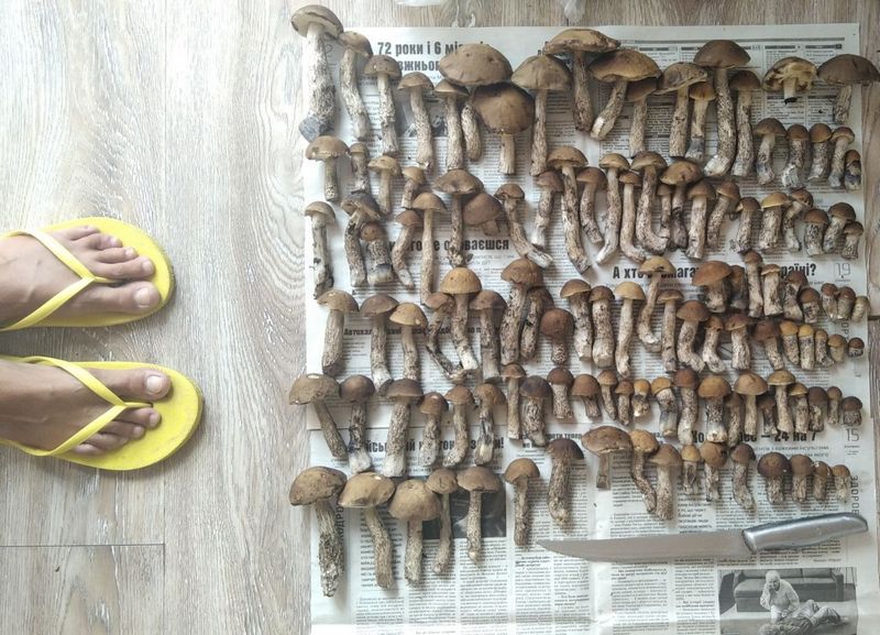 Море грибів: львів’яни публікують фото з «тихого полювання».