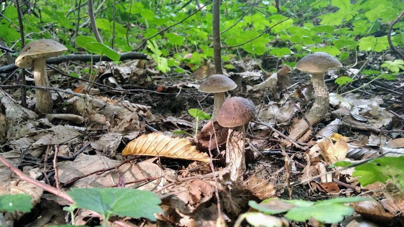 Море грибів: львів’яни публікують фото з «тихого полювання».