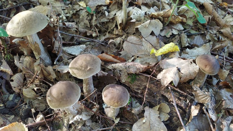 Море грибів: львів’яни публікують фото з «тихого полювання».