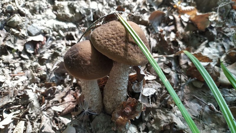 Море грибів: львів’яни публікують фото з «тихого полювання».