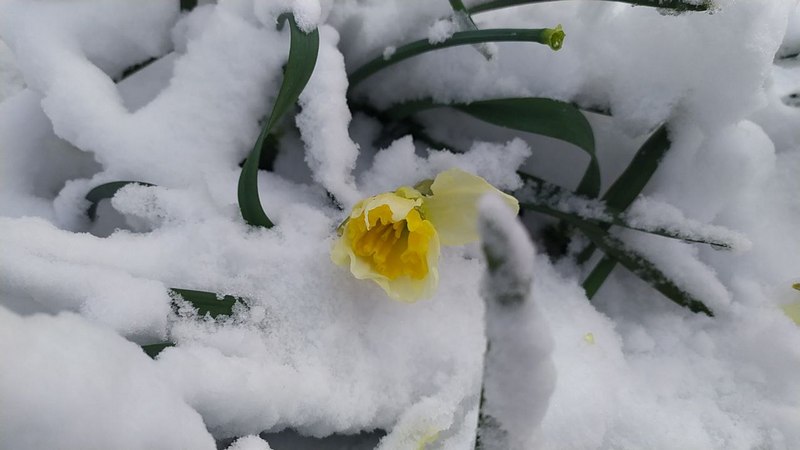 28 березня Львівщину засипало снігом.