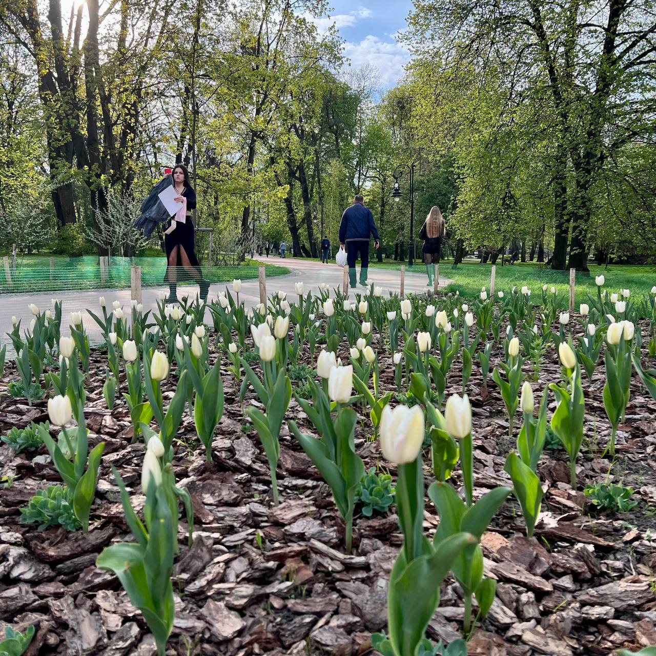 Фото дня: десятки тисяч тюльпанів, подаровані місту Нідерландами, заквітли у Львові.