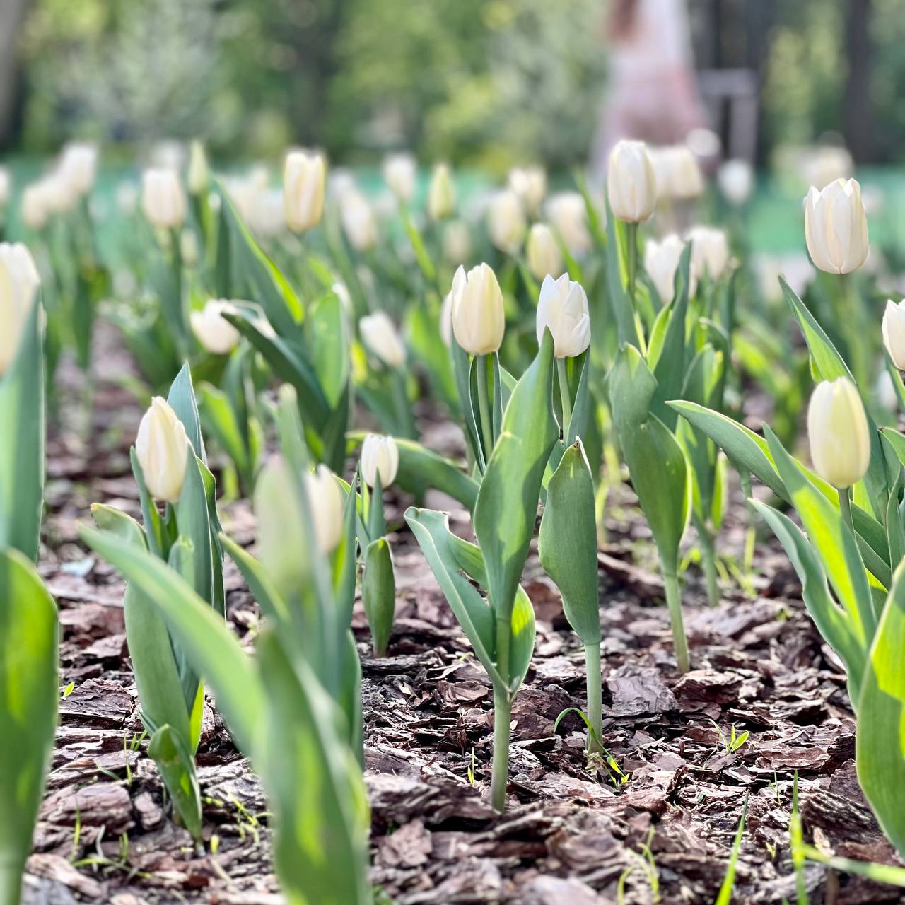 Фото дня: десятки тисяч тюльпанів, подаровані місту Нідерландами, заквітли у Львові.