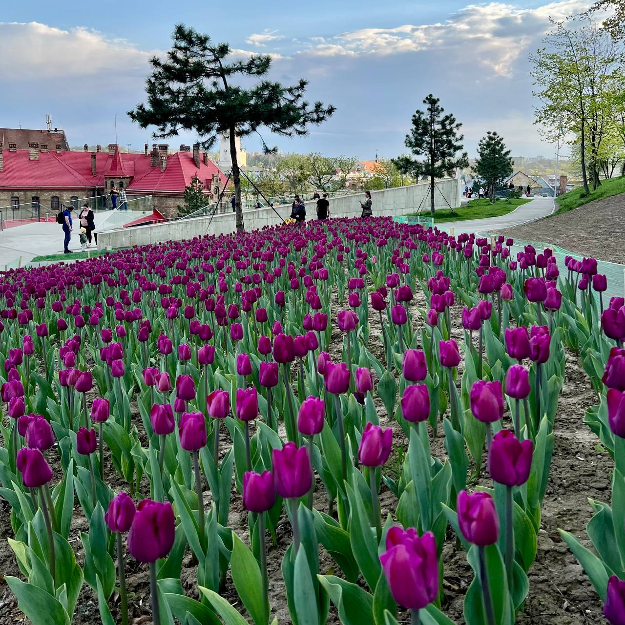 Фото дня: десятки тисяч тюльпанів, подаровані місту Нідерландами, заквітли у Львові.