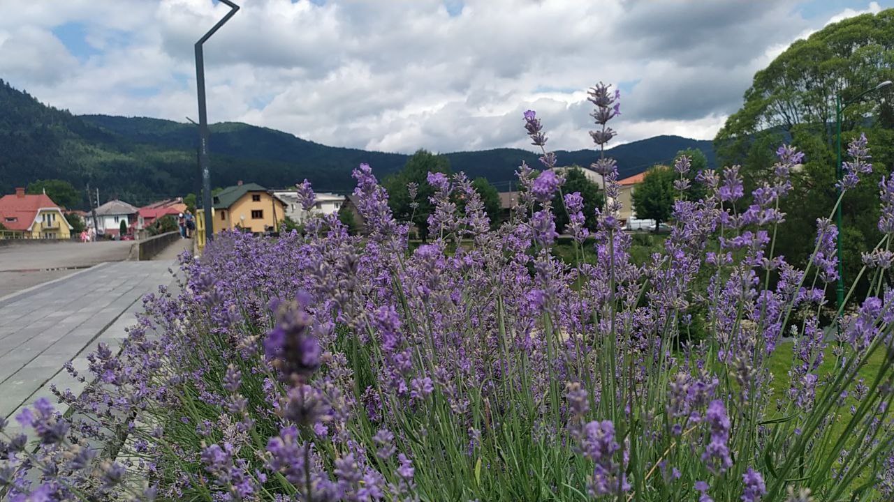 Лавандова алея у місті Сколе.