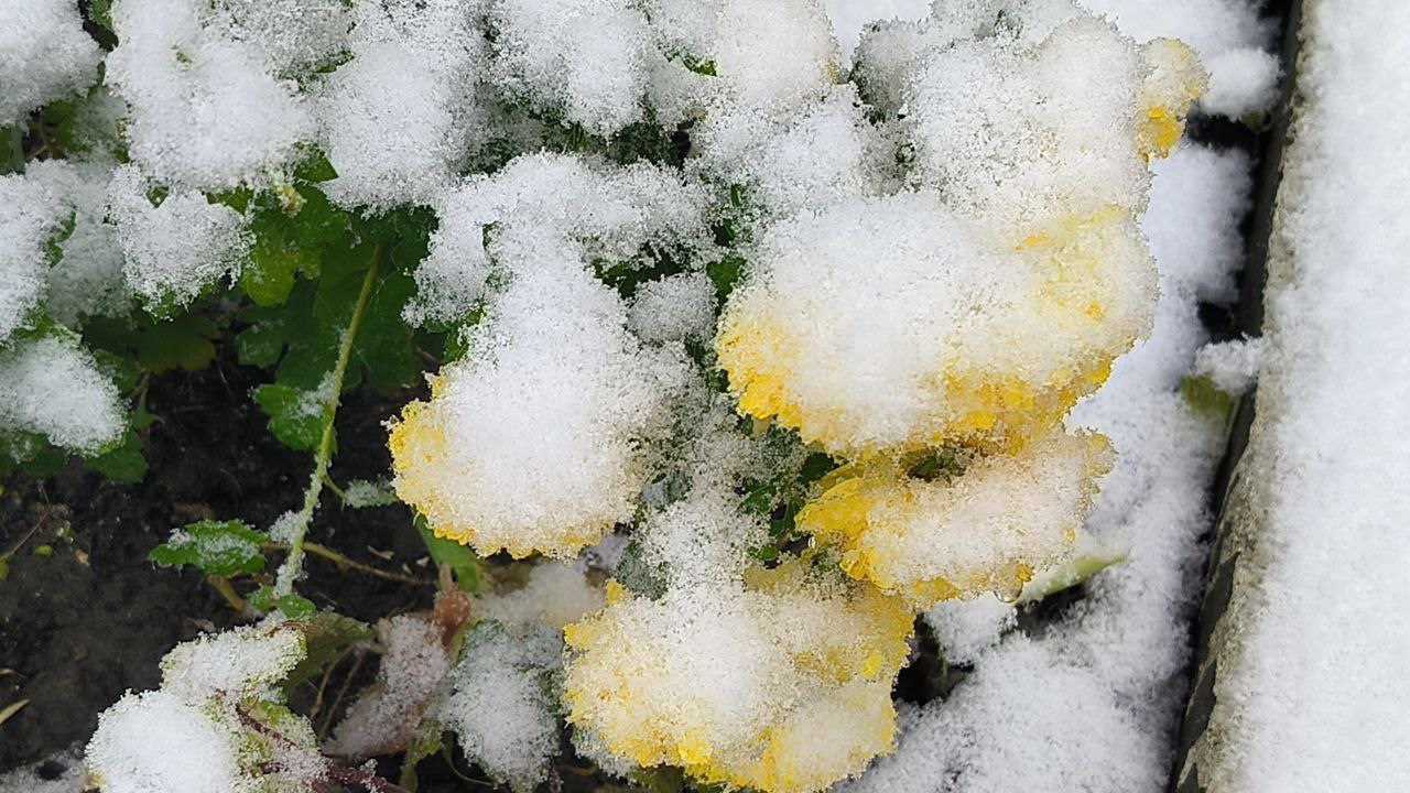 18 листопада у Львівській області випав перший сніг.