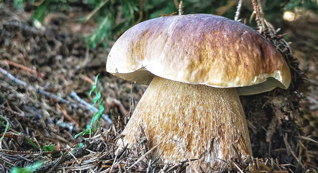 Грибні тури у Карпати.