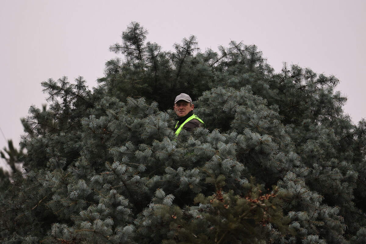 У Львові встановили головну різдвяну ялинку: історія дерева.