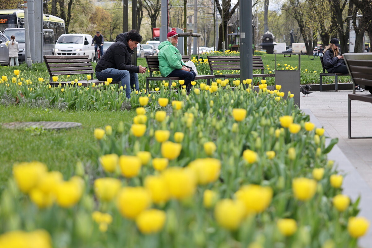 200 тисяч тюльпанів заквітло у Львові: Топ 5 локацій.