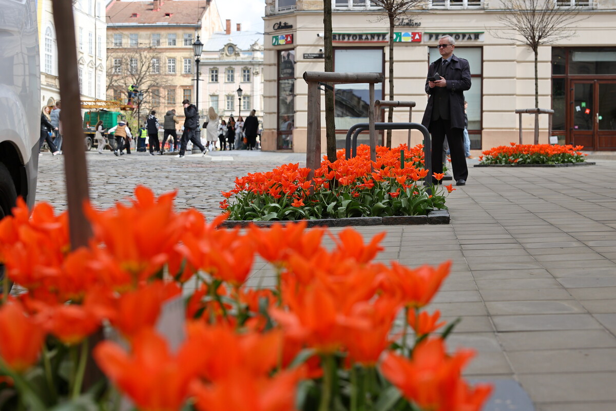 200 тисяч тюльпанів заквітло у Львові: Топ 5 локацій.