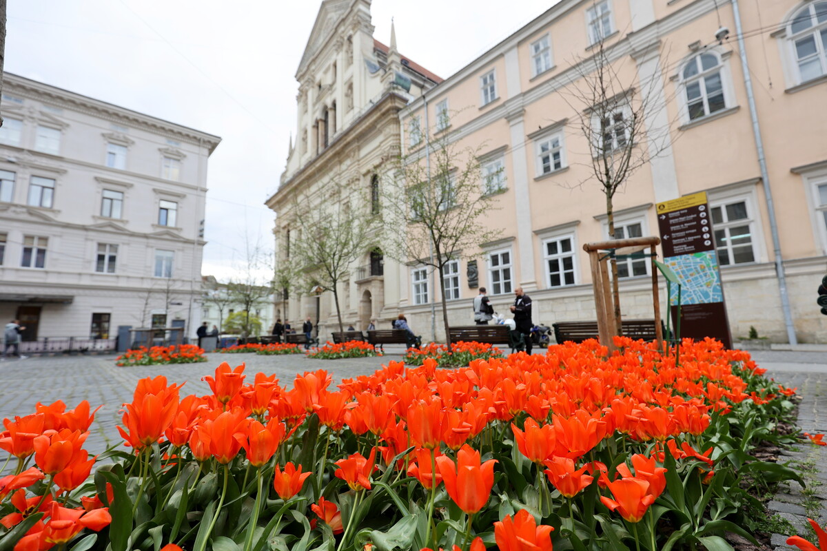 200 тисяч тюльпанів заквітло у Львові: Топ 5 локацій.