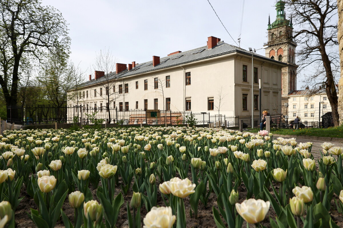 200 тисяч тюльпанів заквітло у Львові: Топ 5 локацій.