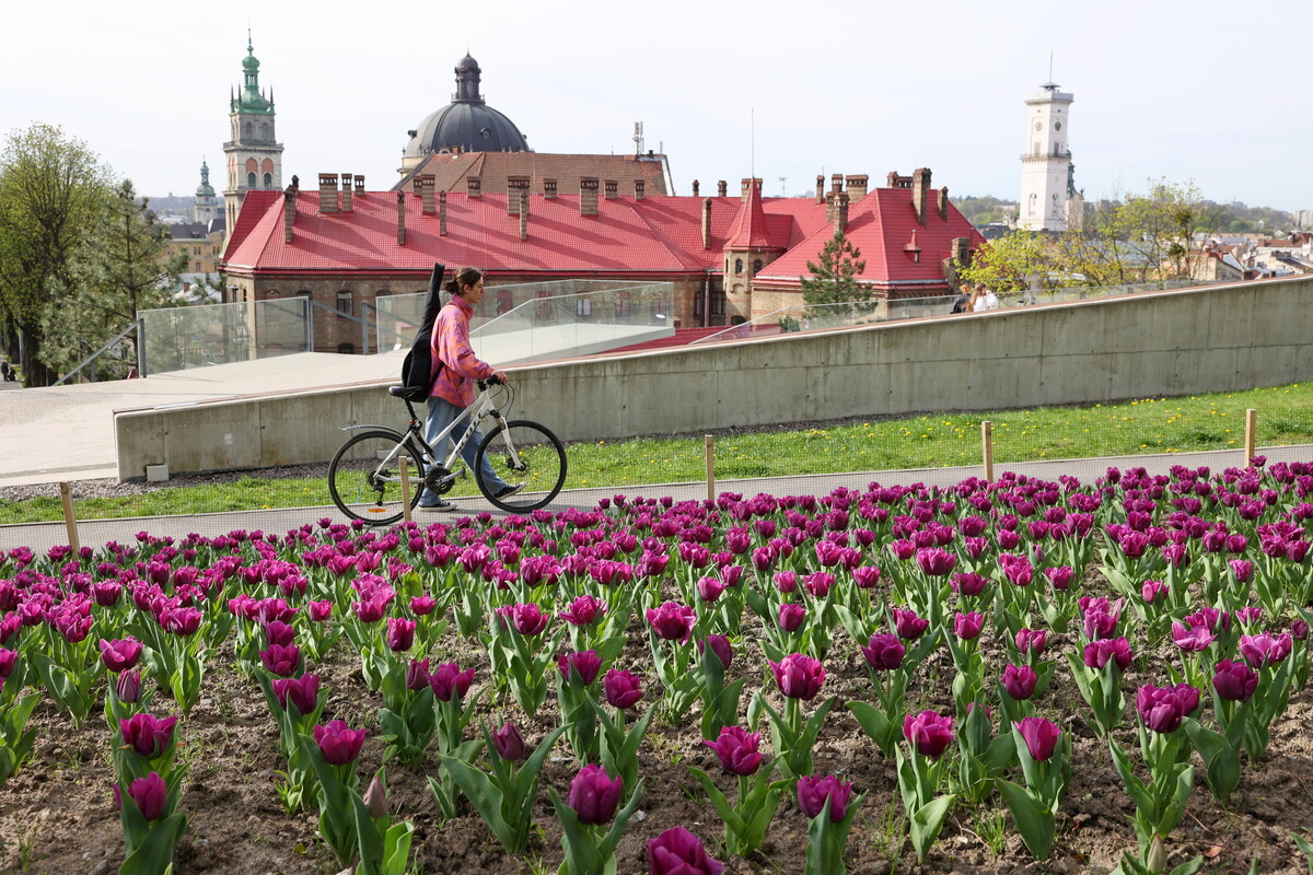 200 тисяч тюльпанів заквітло у Львові: Топ 5 локацій.