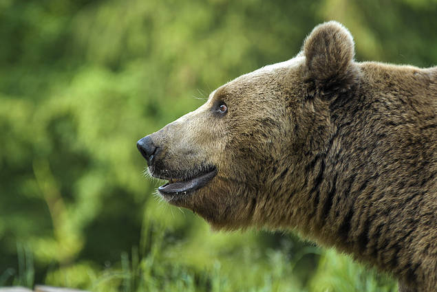 Львів'ян кличуть відсвяткувати День Незалежності з бурими ведмедями. 