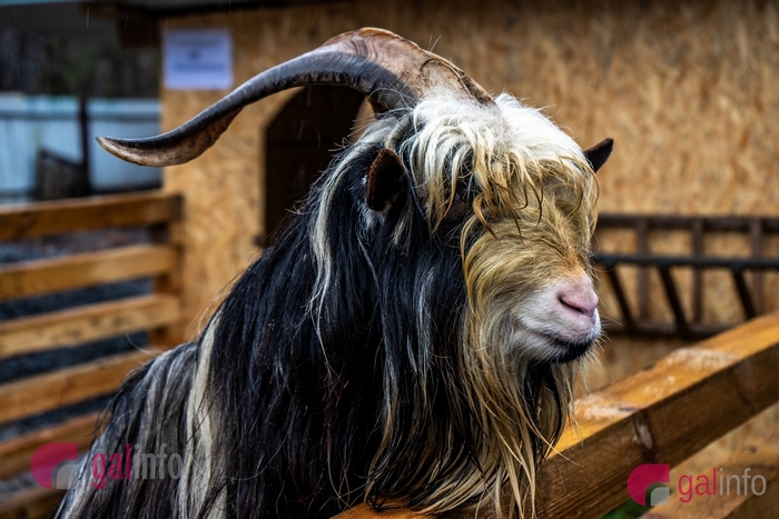 Домівка врятованих тварин у Львові.