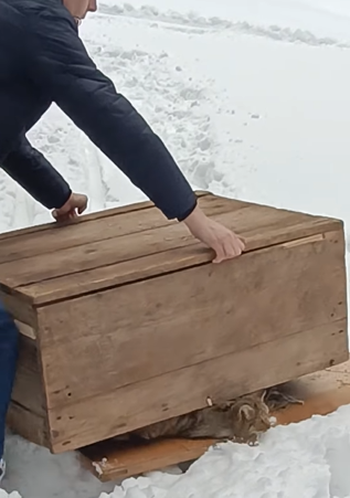 На Львівщині червонокнижний лісовий кіт прийшов до людей у пошуках їжі 