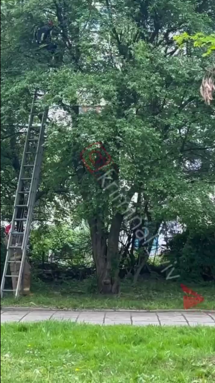 На дереві у львівському парку перехожі помітили труп.