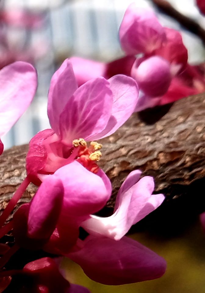 У Львові стовбур Юдиного дерева вкрився кривавими квітками. Фото: Ботанічний сад ЛНУ ім.І.Франка. 