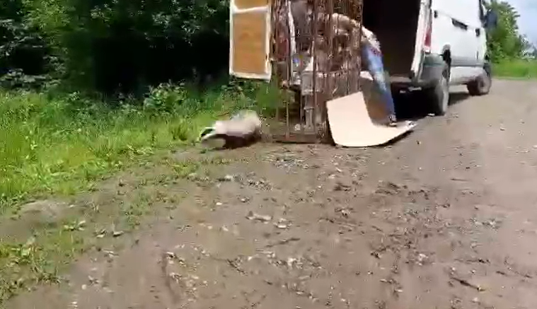 У добру путь: львівську борсучиху Барбару випустили на волю  фото 1