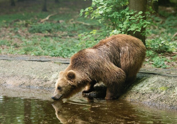 Поезія для врятованого ведмедя Бахмута.