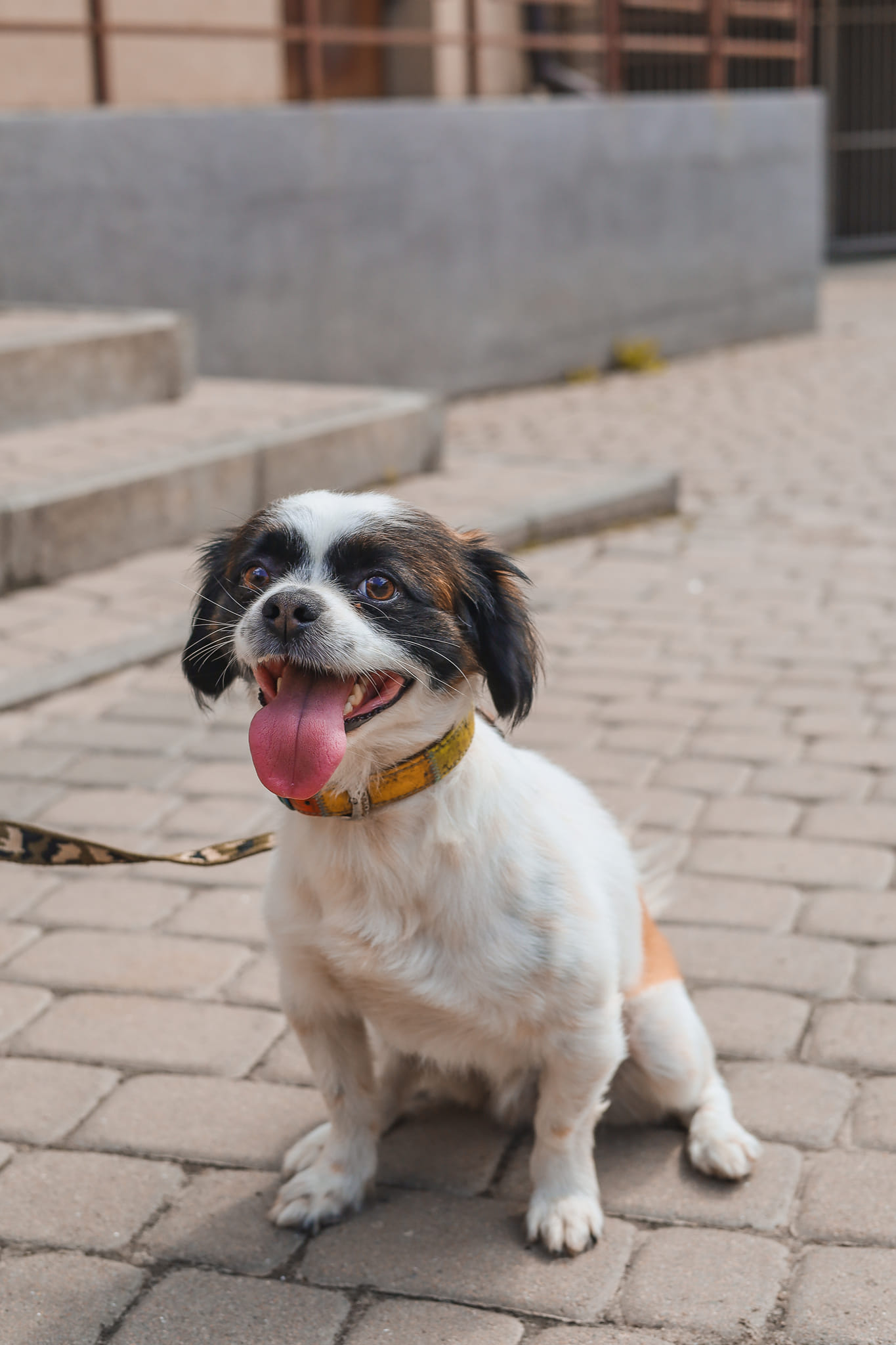 Маленький песик Бобік із Плугової у Львові чекає на «всиновлення».