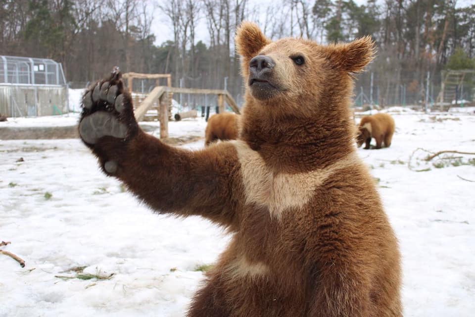 Ведмежий притулок Домажир.
