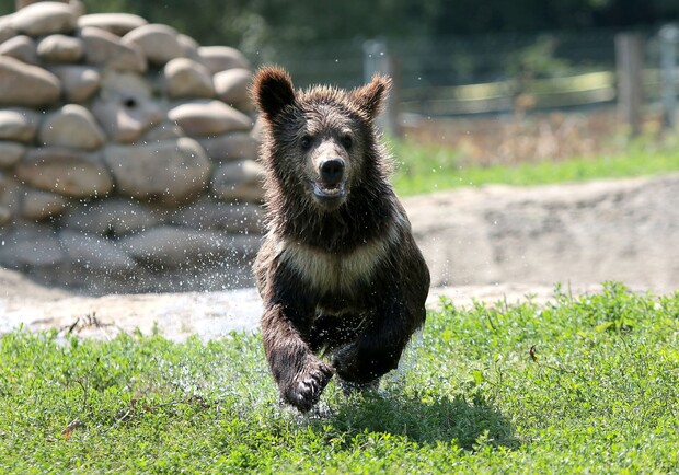 Ведмежий притулок «Домажир» розпочав новий туристичний сезон: графік роботи і ціни 2025.