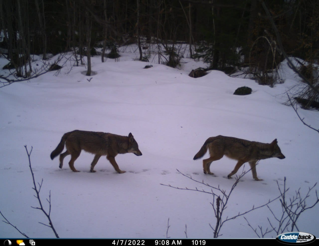 На Львівщині активізувалися вовки, мешканців просять бути обережними.