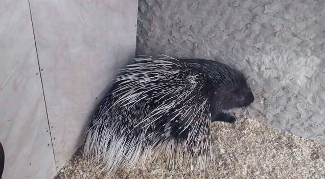 Де у Львові подивитися на дикобразів.