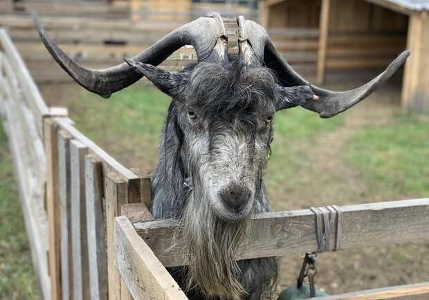 Домівка врятованих тварин.