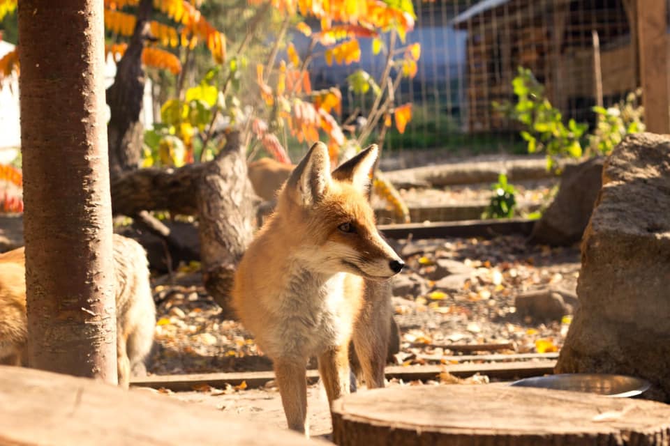 Домівка врятованих тварин у Львові.